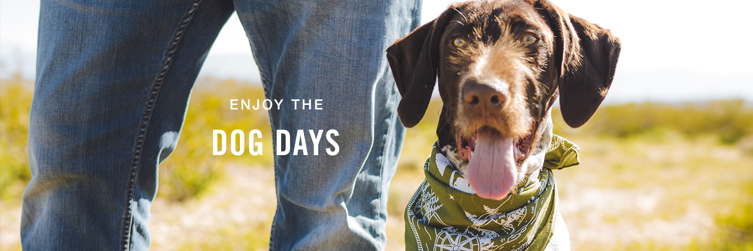 Dog Days 2